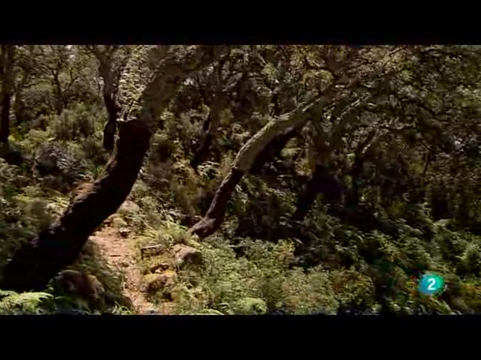 Biodiario - La última selva de Europa está en España - Biodiario | Ver