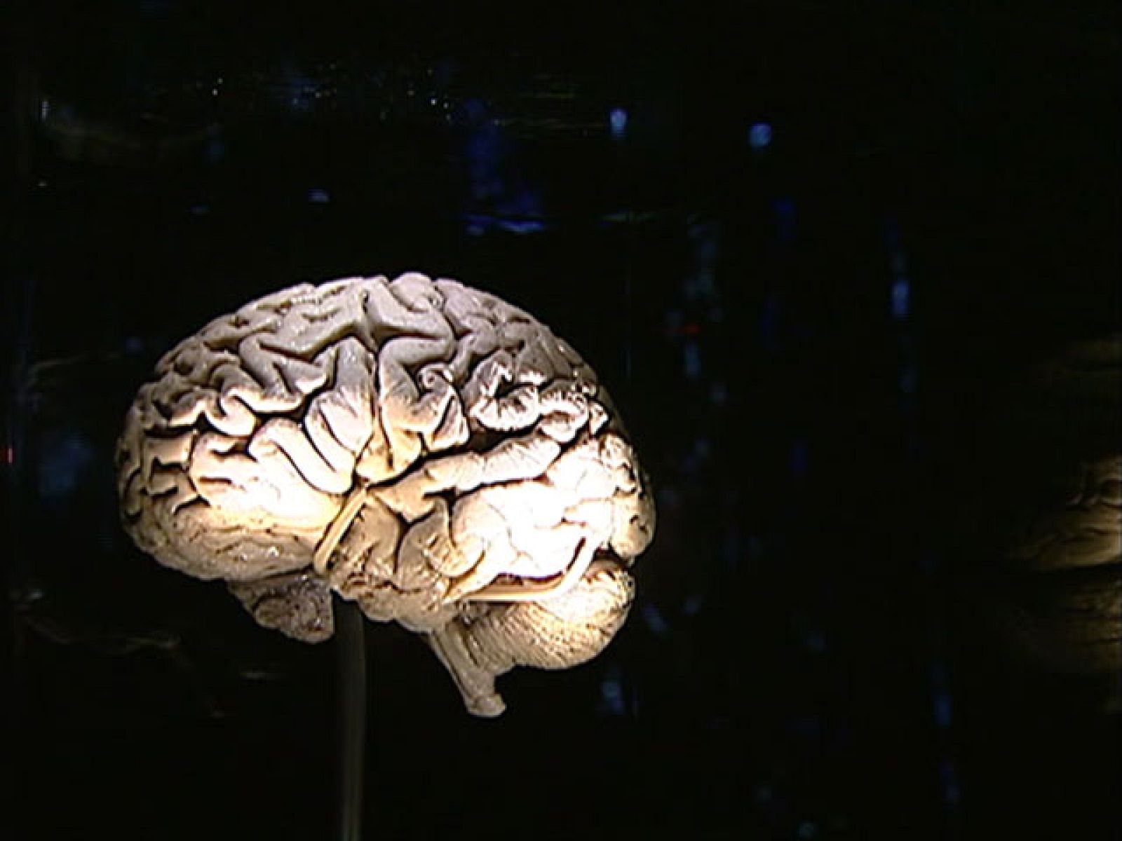Los misterios del cerebro humano al descubierto - Ciencia y tecnología en Rtve.es | Ver
