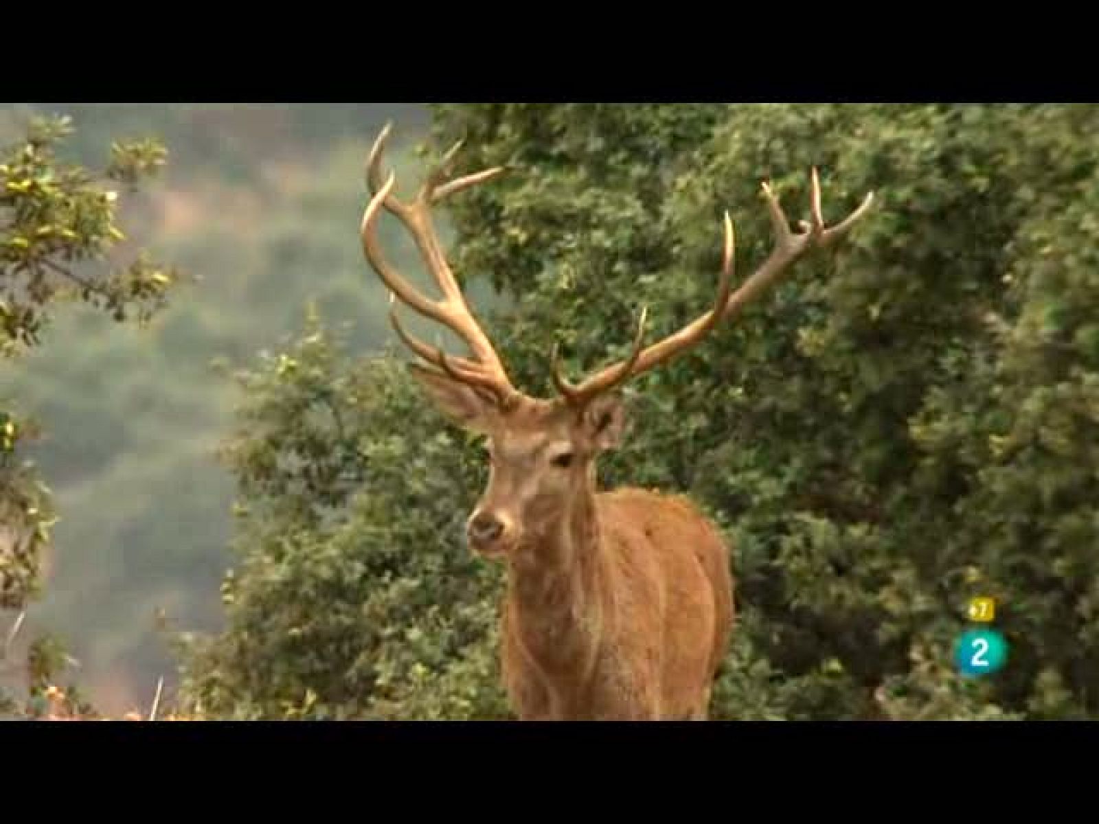 Jara y sedal - Berrea en tierra de linces - Jara y sedal | Ver