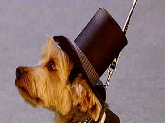 España Directo - Blanca y radiante va la mascota