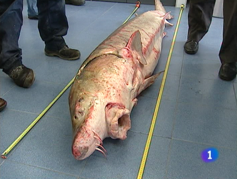 Panorama regional - 26/11/10 - Panorama Regional | Ver