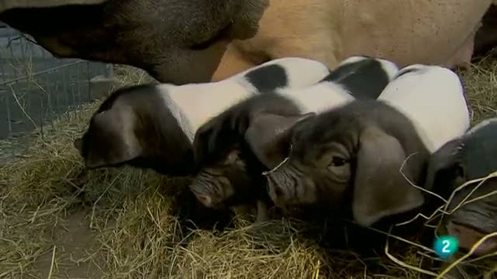 Biodiario - 27/11/10 - Biodiario | Ver