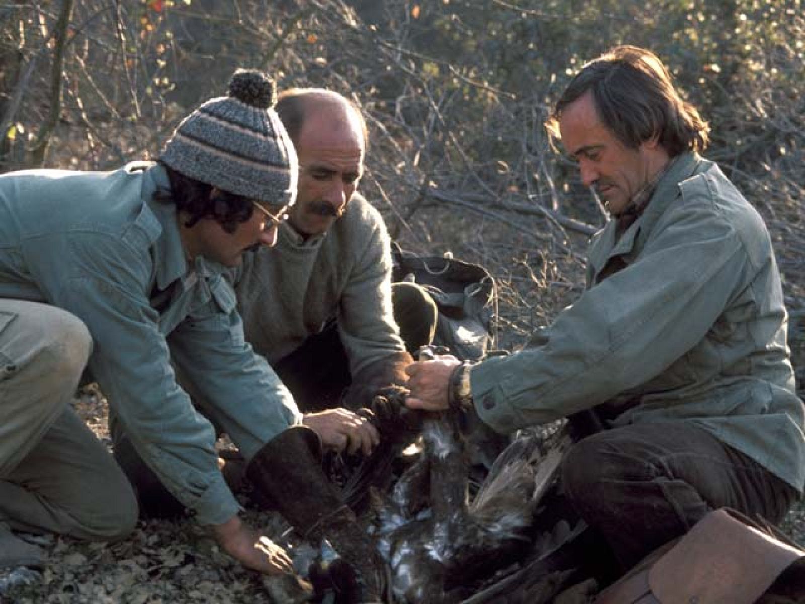 Rapaces para proteger el vuelo de los aviones