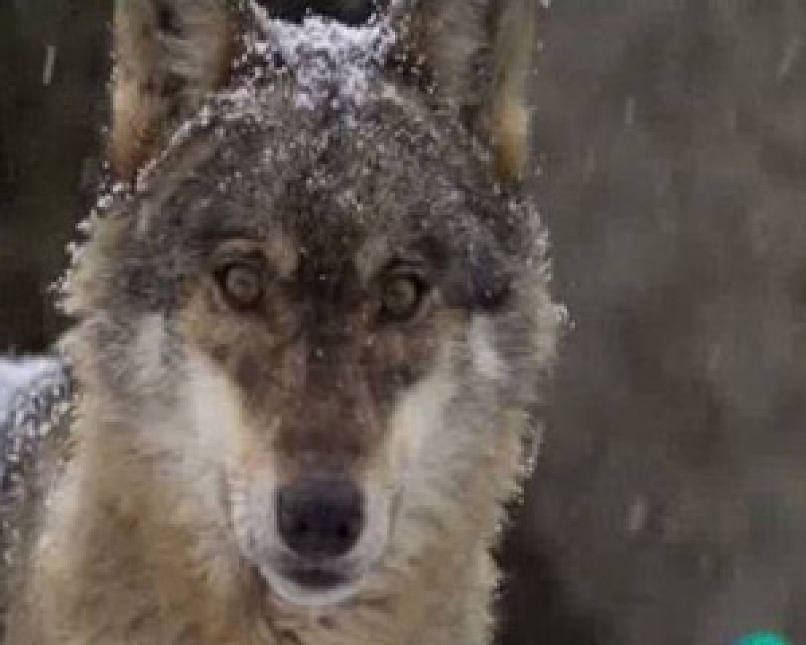 "EntreLobos" de Gerardo Olivares