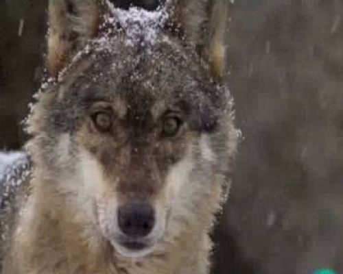 Continuarà... - "EntreLobos" de Gerardo Olivares