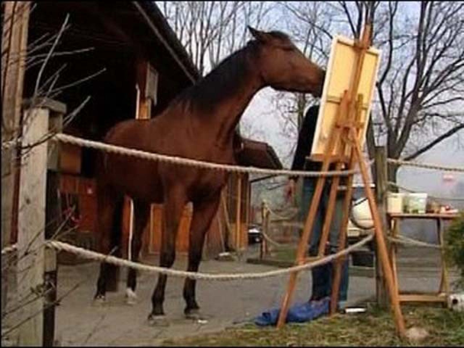 On Off: Maceba, la yegua que pinta cuadros - On Off | Ver