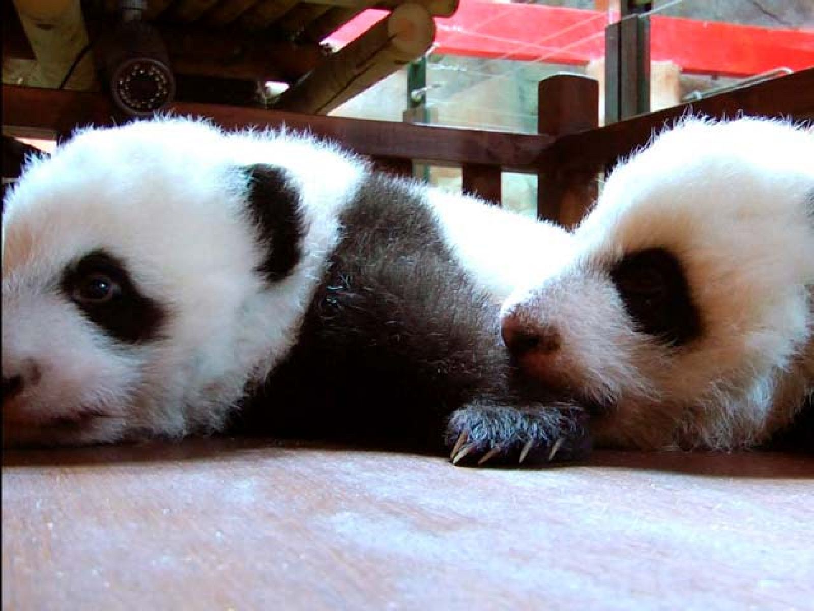 Los pandas, estrellas en China | Ver