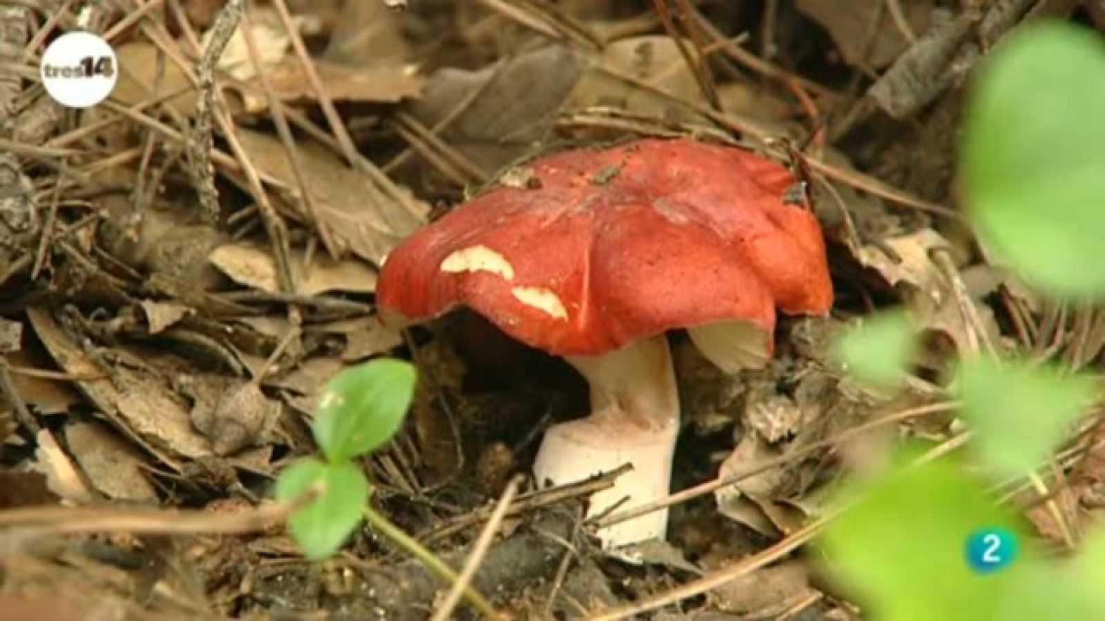 tres14 - Hongos - 05/12/10