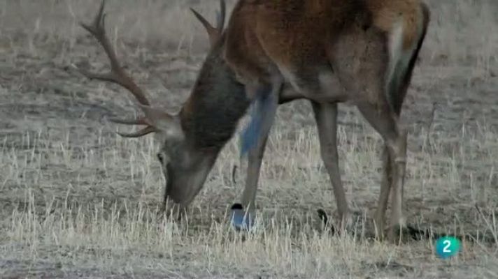 Biodiario - Corvido precioso