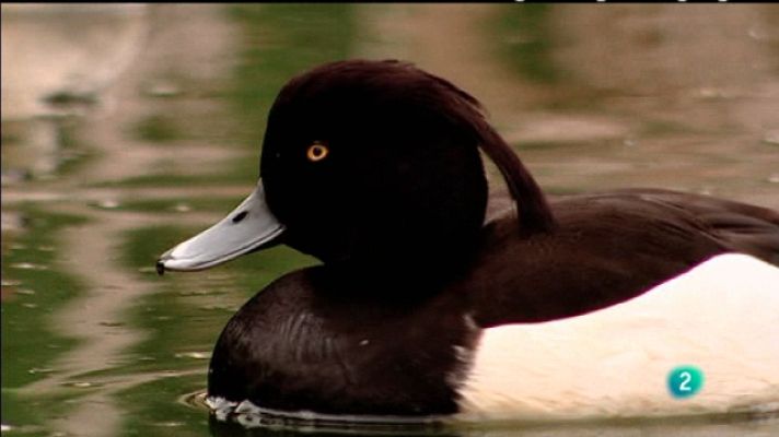 Biodiario - El porrón moñudo