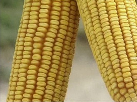 Universo UNED - Soberanía transgénica