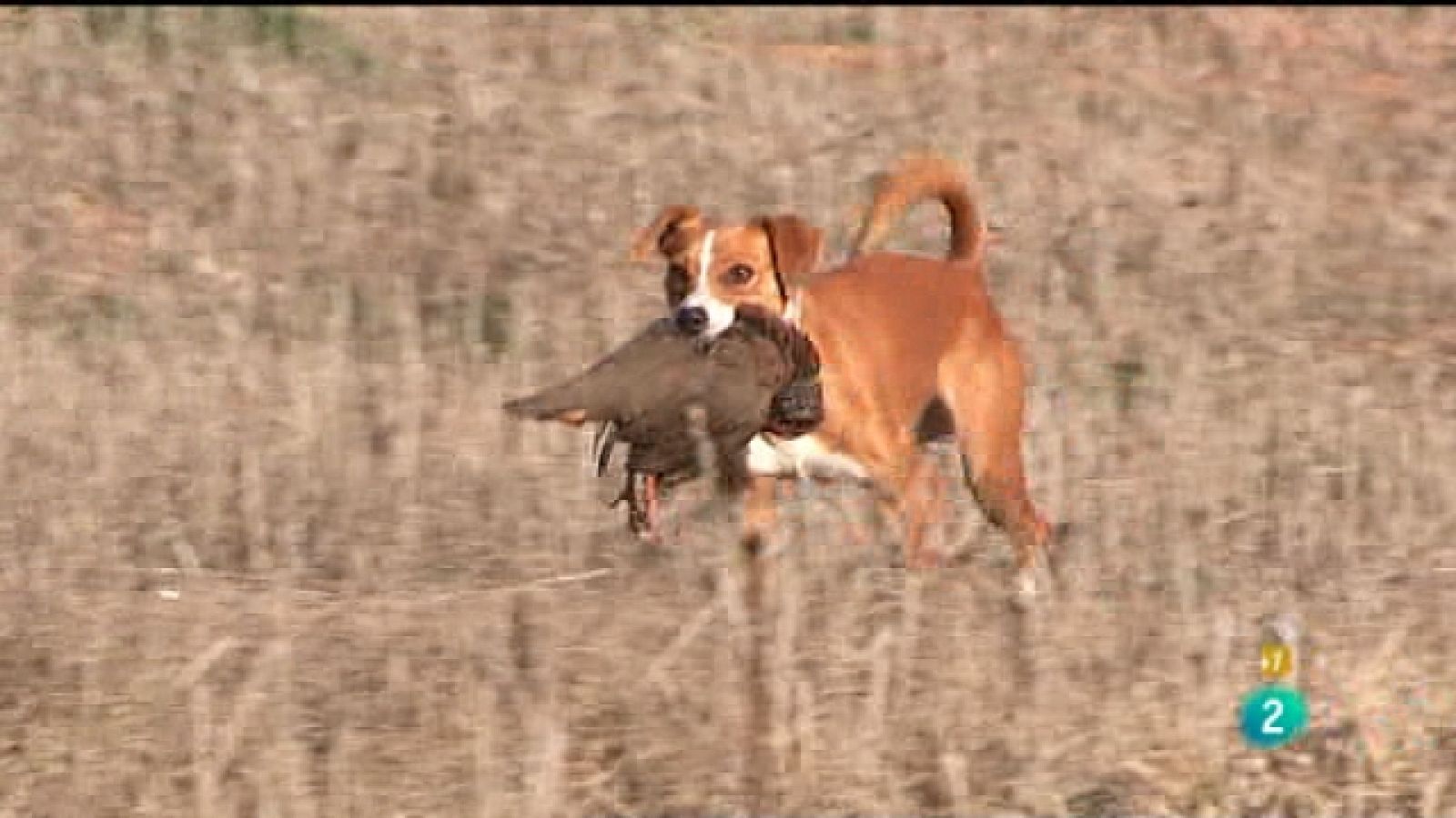Jara y sedal - Cazando en Malaguilla - Jara y sedal | Ver