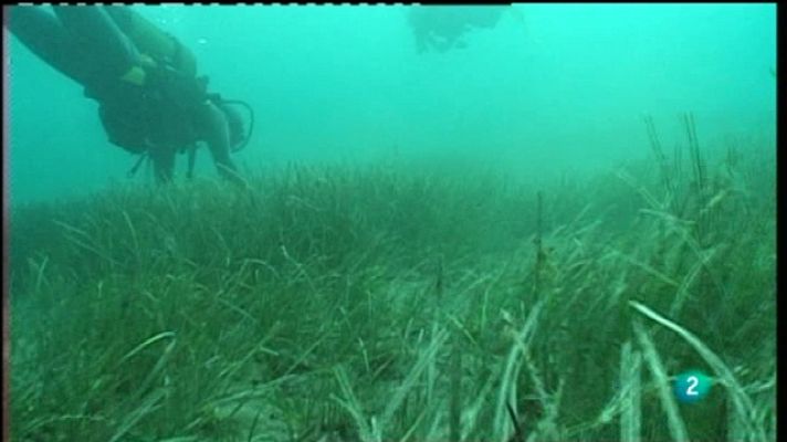 El escarabajo verde - Un catálogo de problemas - Parte 1