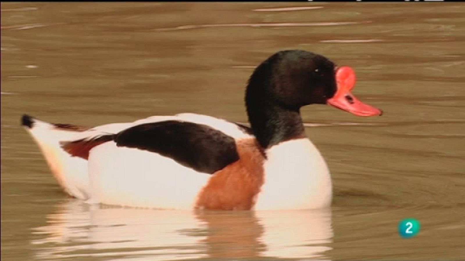 Biodiario - 14/12/10 - Biodiario | Ver