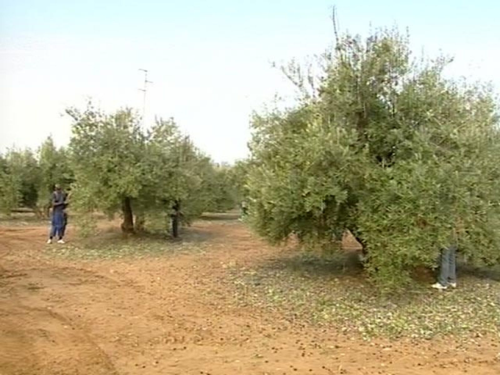 Inmigrantes subsaharianos y latinoamericanos trabajan en la recogida de la aceituna | Ver