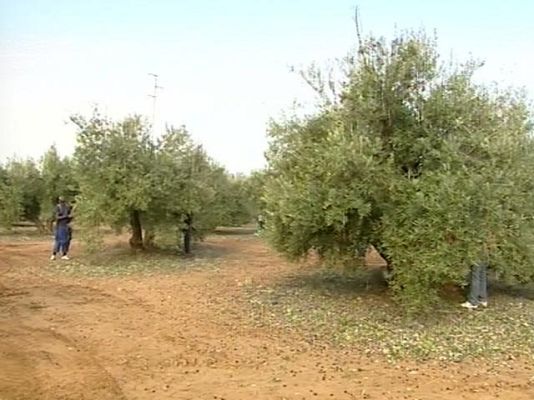 Telediario 1 - Inmigrantes aceituneros