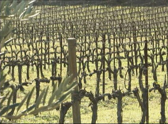 Telediario 1 - Las uvas, más caras