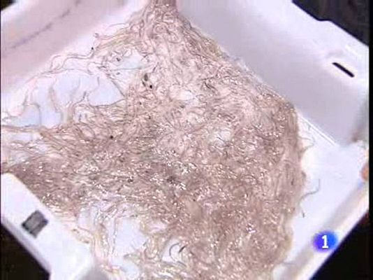 Ciencia y tecnología en Rtve.es - Angulas en extinción