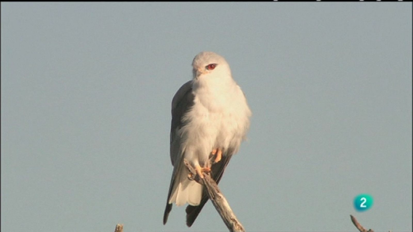 Biodiario - 20/12/10 - Biodiario | Ver