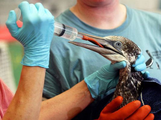  - Mara Torres - Vertido BP