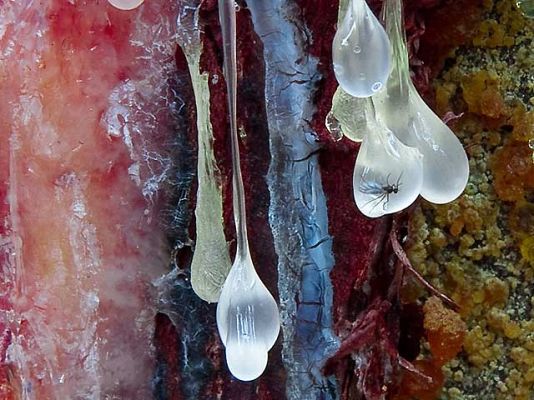 Ciencia y tecnología en Rtve.es - Las mejores fotografías científicas del año