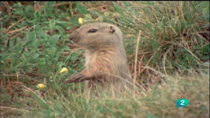 El hombre y la Tierra - Kluane