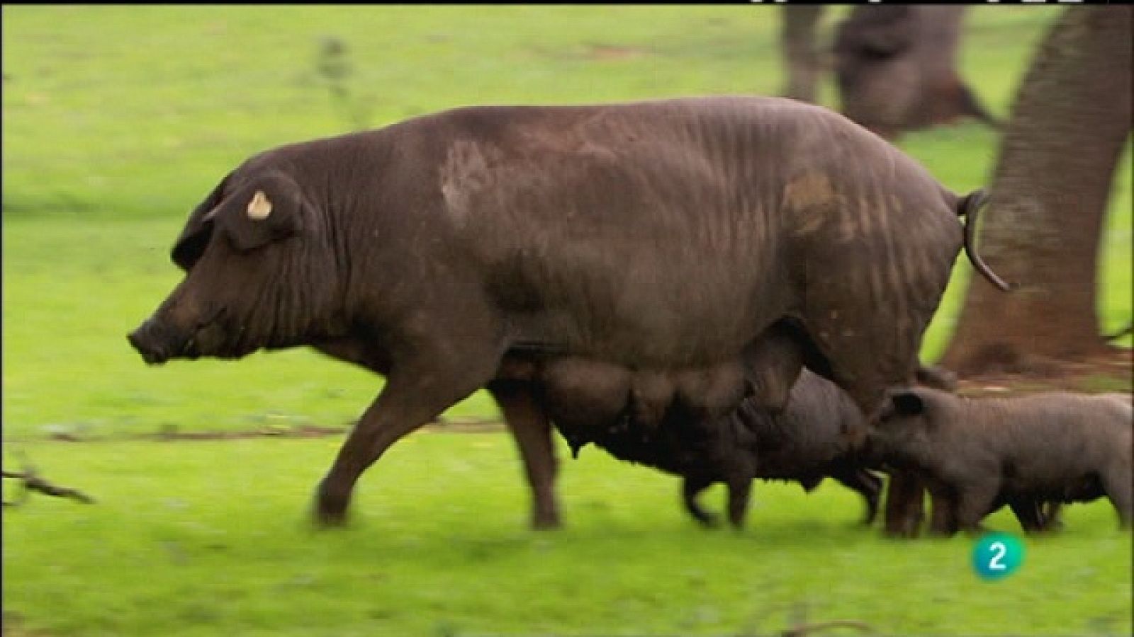 Biodiario - 25/12/10 - Biodiario | Ver