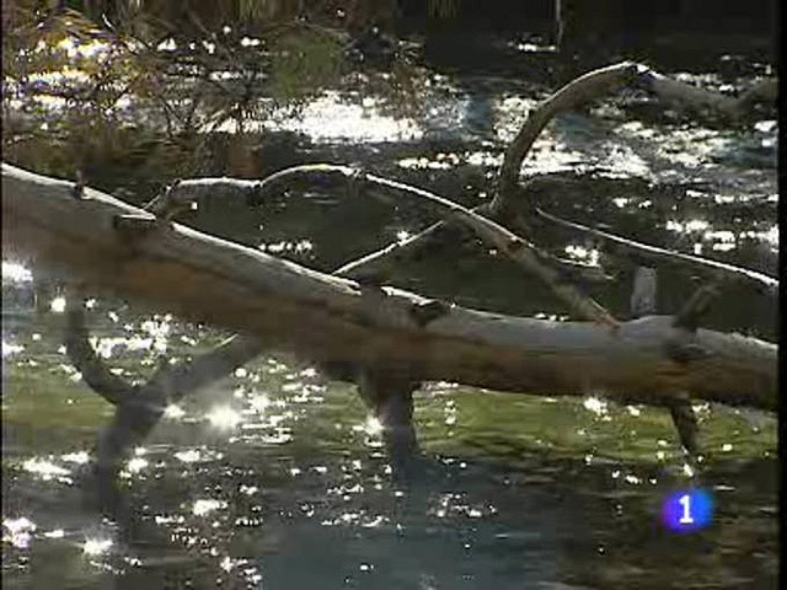 Vigilan los posibles robos de musgo o abetos