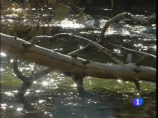 Telediario 1 - Vigilan los posibles robos de musgo