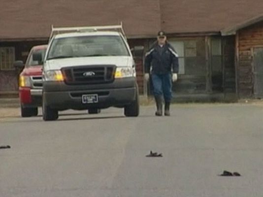 La 2 Noticias - Miles de pájaros muertos en EE.UU.