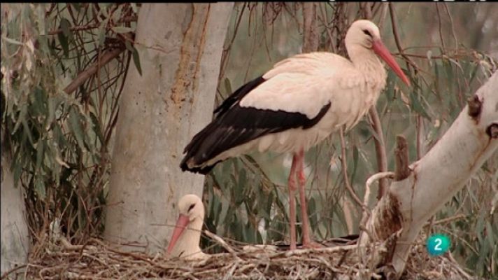 Biodiario - Biodiario - 03/01/11