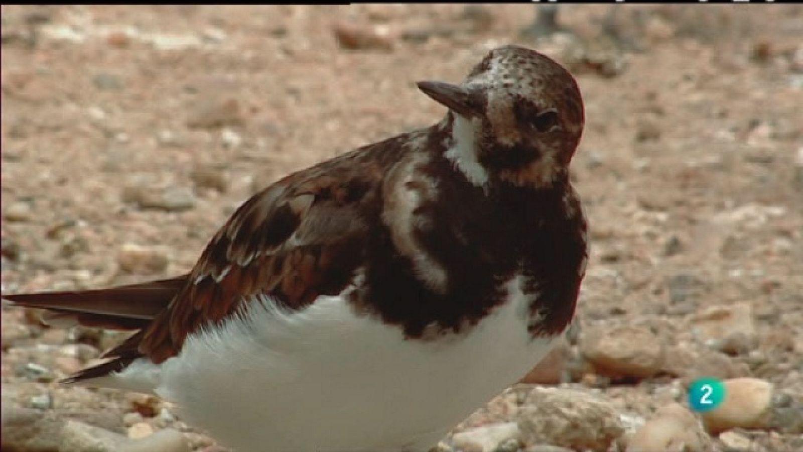 Biodiario - 07/01/11 - Biodiario | Ver