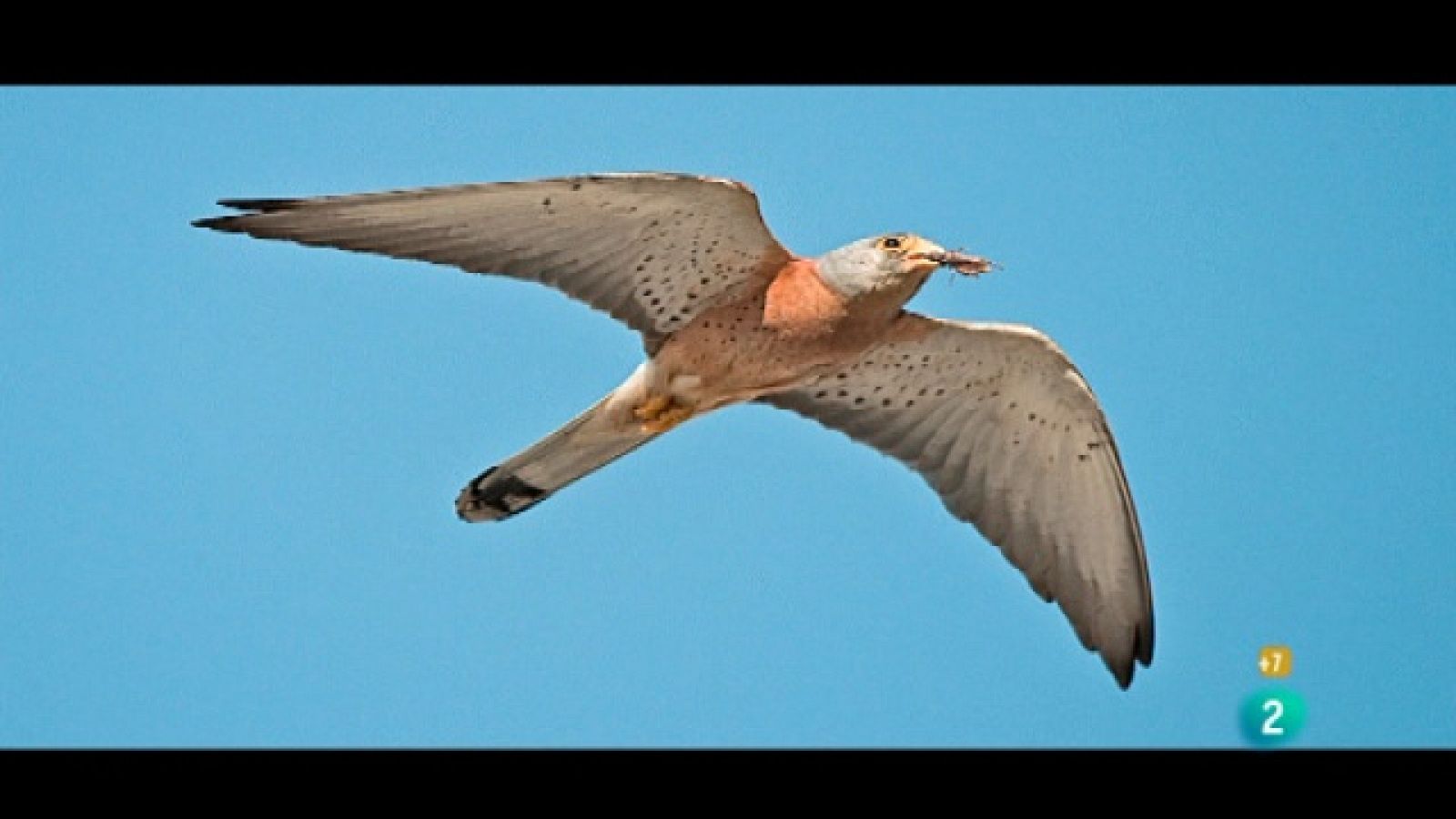 Jara y sedal - Caza fotográfica - Jara y sedal | Ver