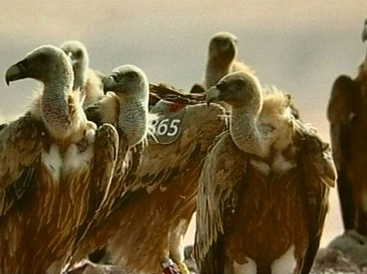 La 2 Noticias - R-65, el buitre espía