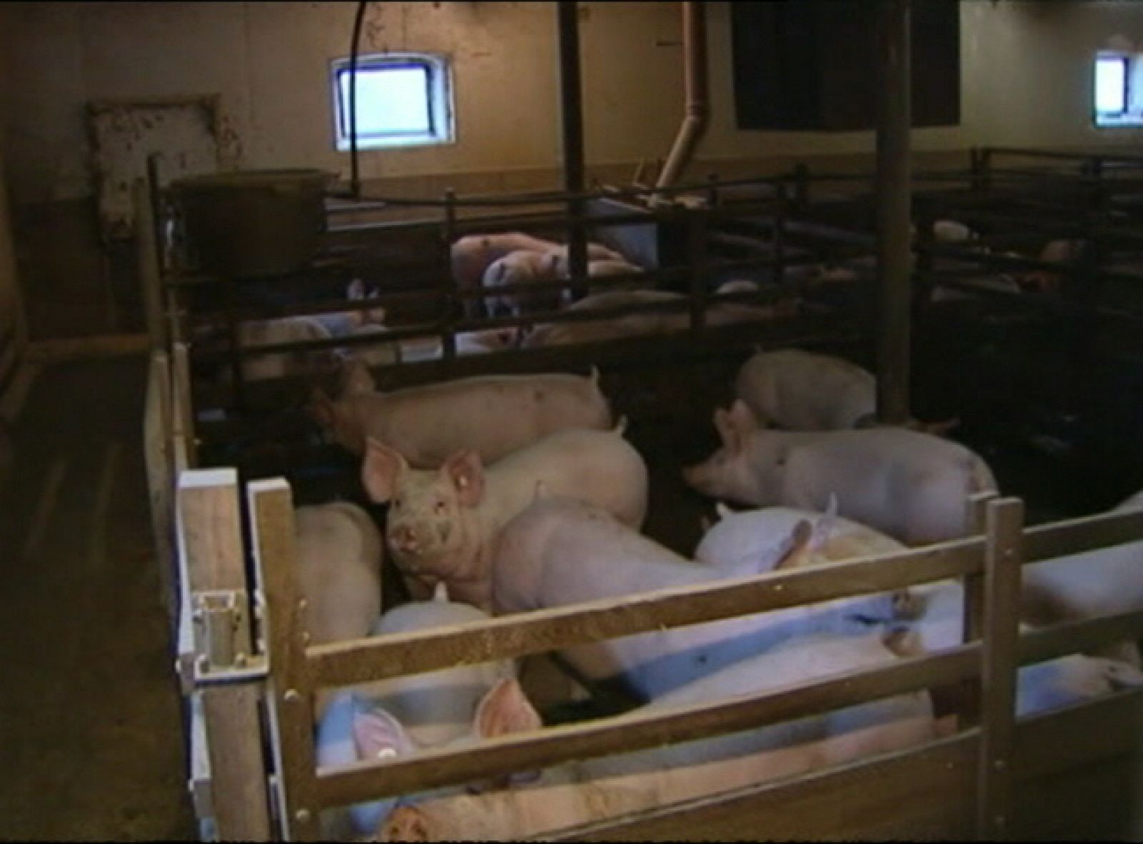 Reabren 3.000 granjas en Alemania