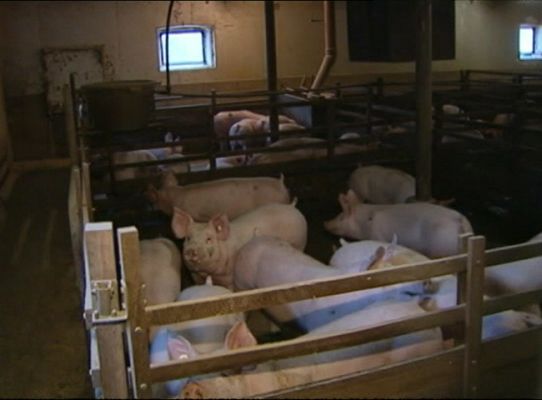 Telediario 1 - Reabren 3.000 granjas en Alemania