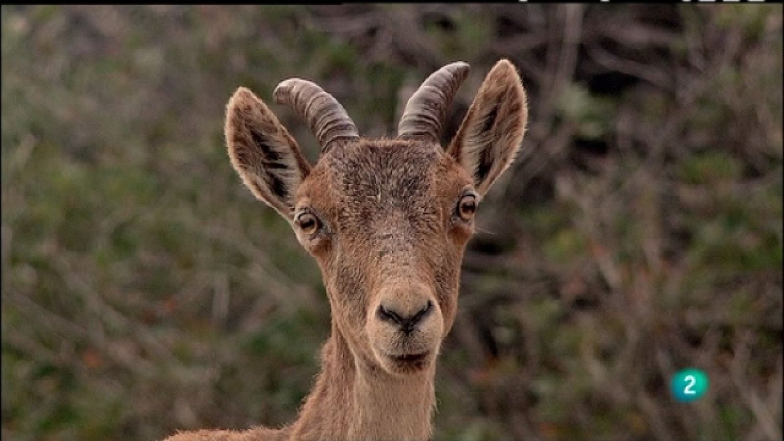 Biodiario - 10/01/11 - Biodiario | Ver