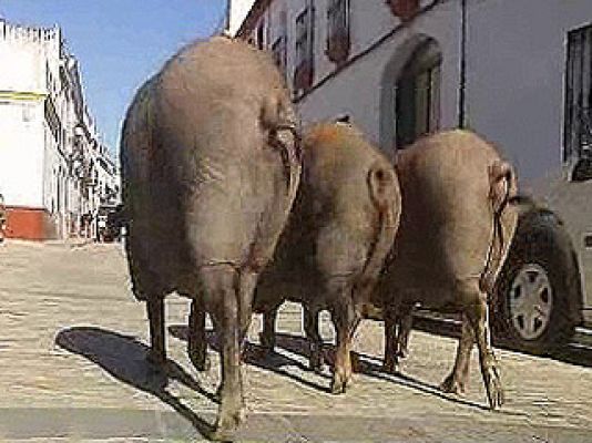 España Directo - Tres cochinos y un sorteo