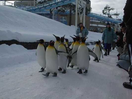  - Los pingüinos pasean por la ciudad