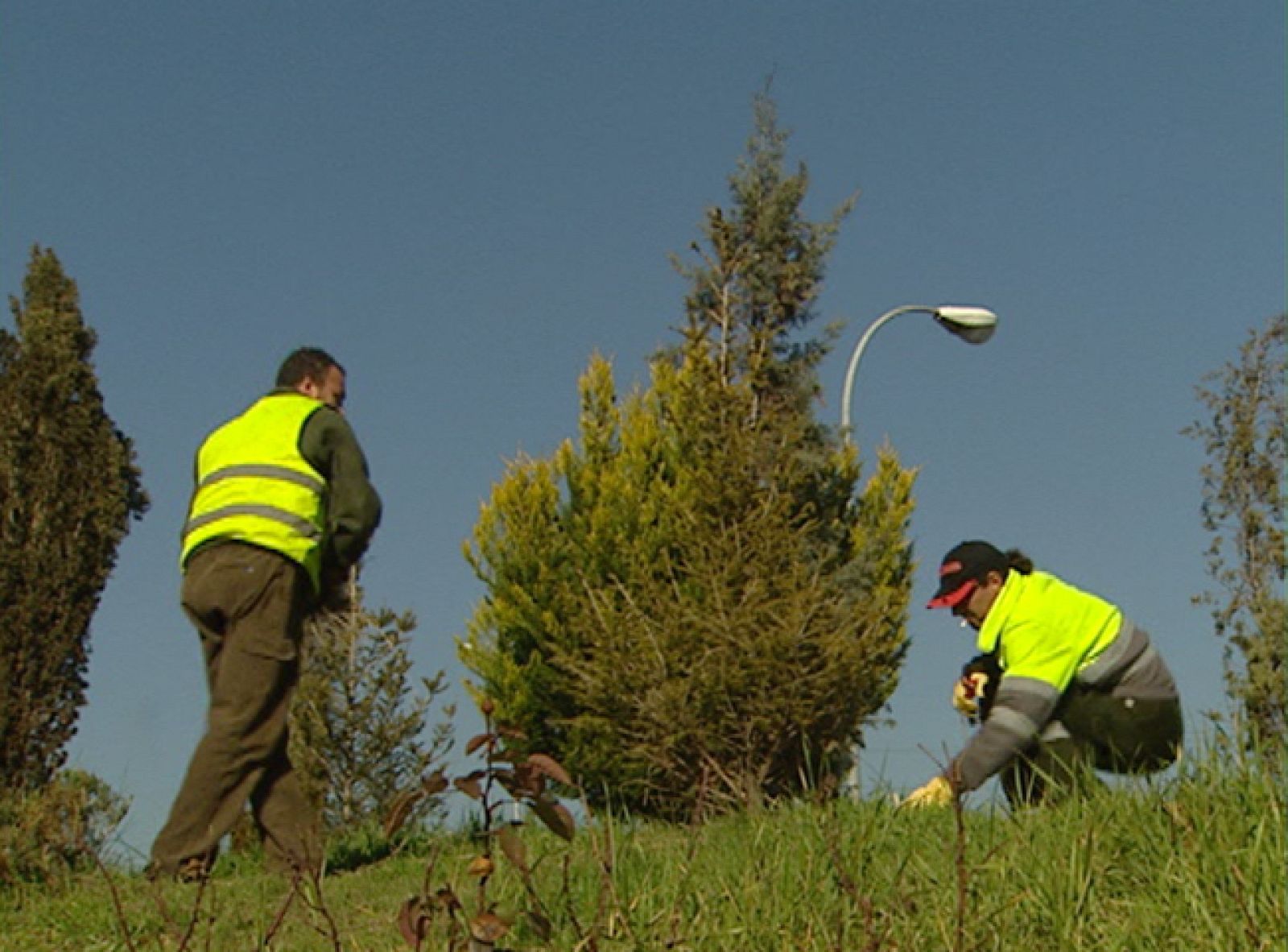 Las campañas de recogida de abetos navideños cada año reciben menos ejemplares