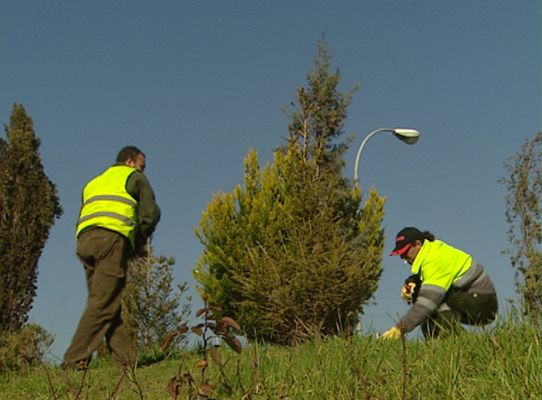 Telediario 1 - Recogida de abetos navideños