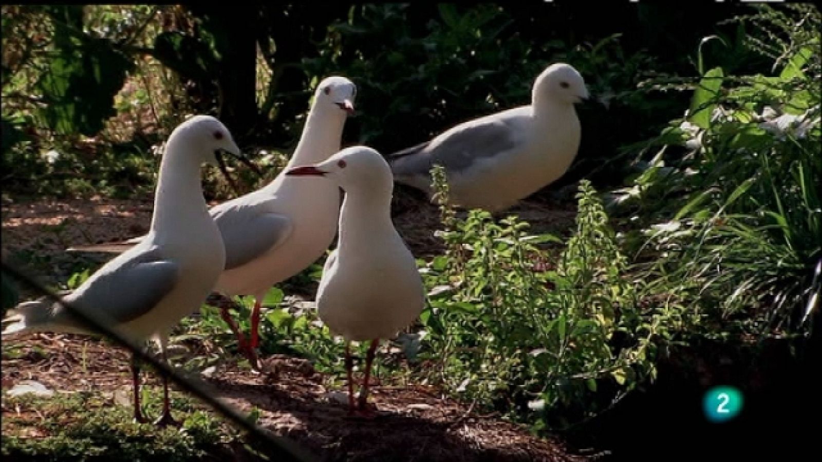 Biodiario - 13/01/11 - Biodiario | Ver