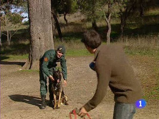 Telediario 1 - La ayuda de perros en catástrofes