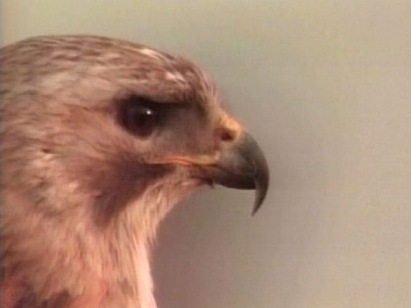 Una historia de amor entre halcones