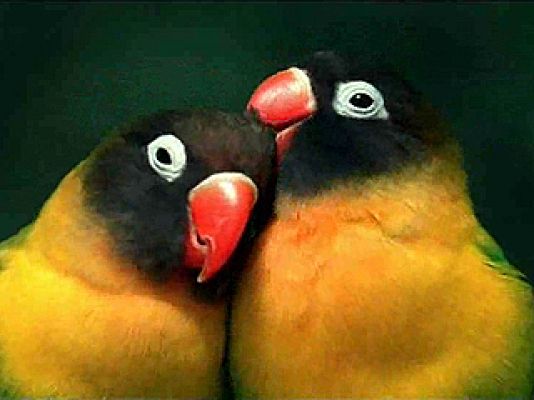 Universo UNED - La biodiversidad se extingue