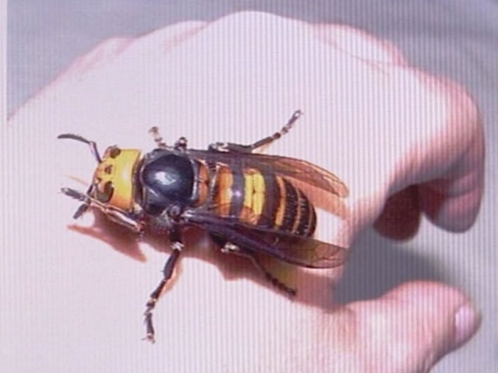 La avispa asiática llega al norte de España | Ver