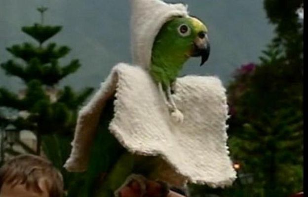  - Día Internacional del Poncho