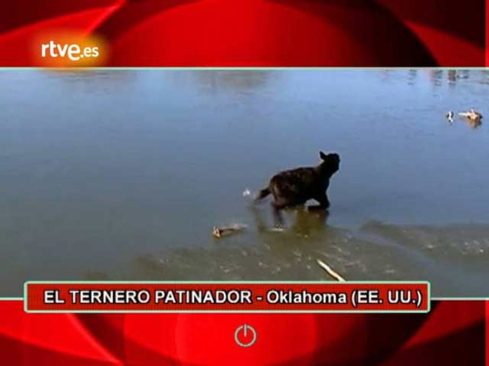 On Off: Un ternero patinador - On Off | Ver