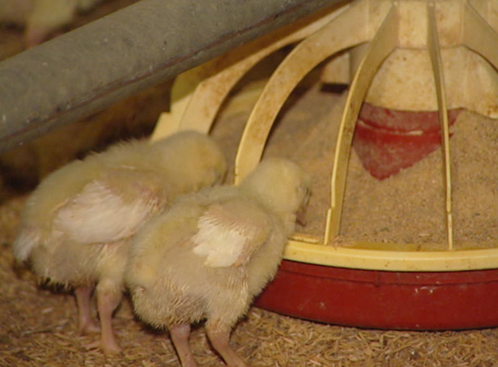 La crisis de piensos contaminados con dioxinas