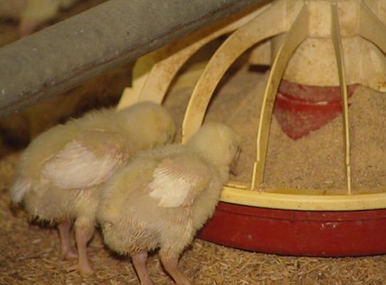 Telediario 1 - Piensos contaminados por dioxinas